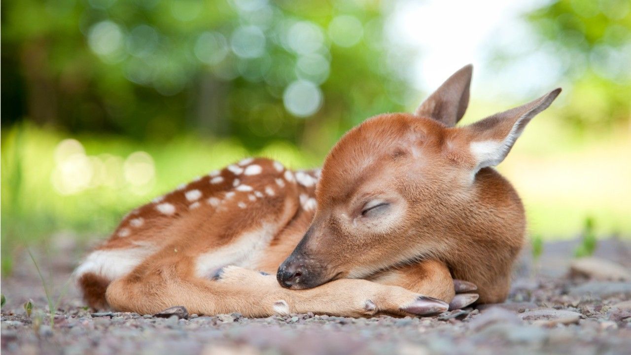 Nicht einfach mitnehmen: So helfen Sie Wildtieren richtig