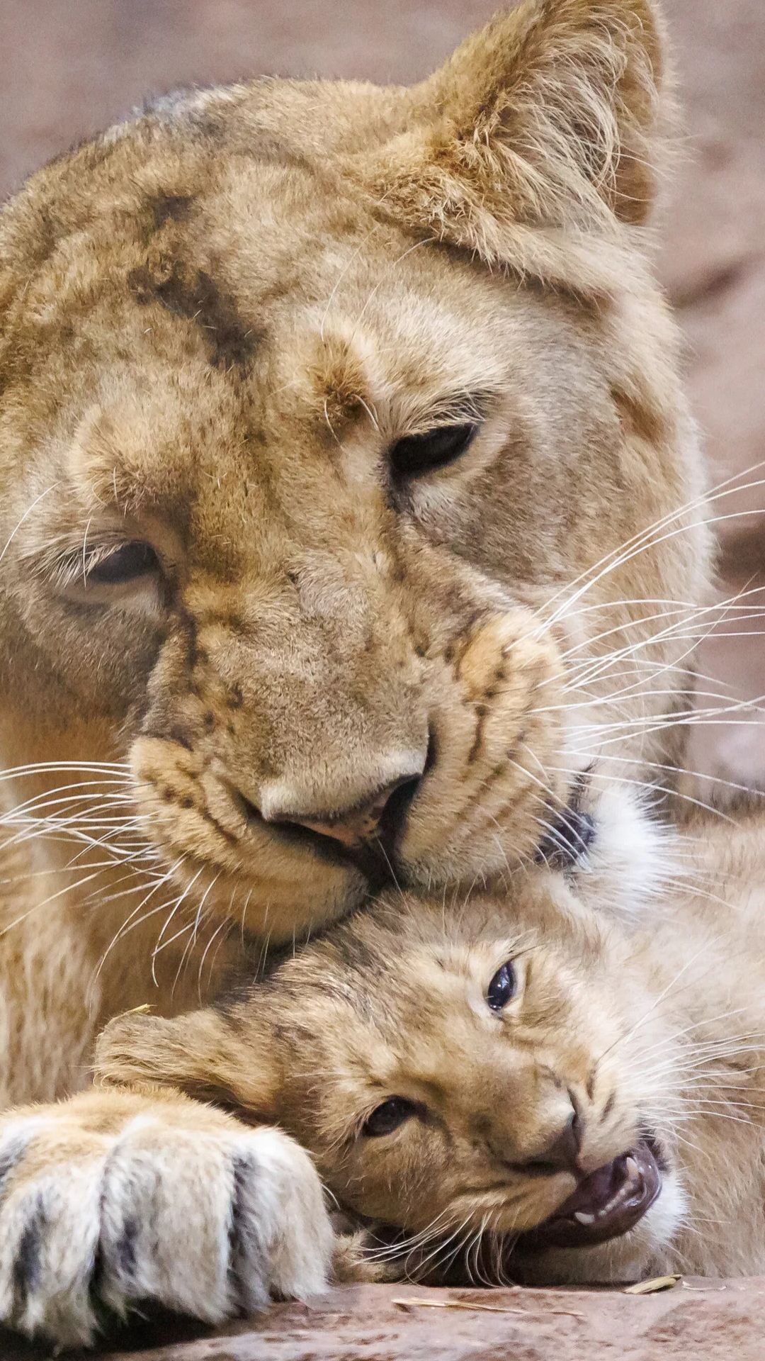 Video: Erneutes Tiergarten-Drama in Nürnberg