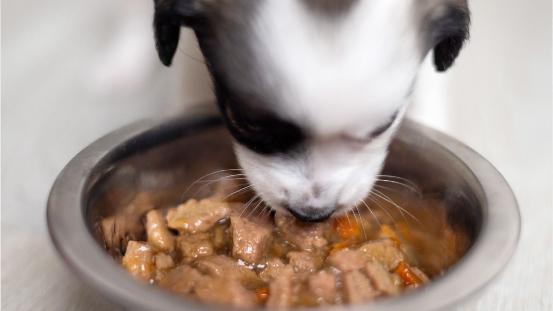 Video: Großer Rückruf von Hunde- und Katzenfutter - diverse Produkte betroffen