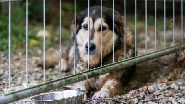 Zweimal adoptiert und wieder ins Tierheim gebracht: Älterer Hund ist 900 Tage später immer noch da