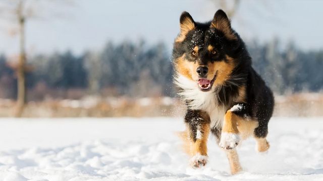 42.000 Euro Schadensersatz, weil Hund auf dem eigenen Grundstück nicht angeleint war und zubiss