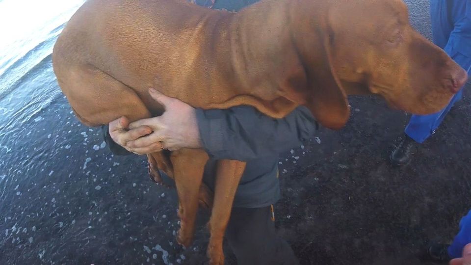 20-Meter-Klippe hinuntergestürzt: Dramatische Rettungsaktion für Hund
