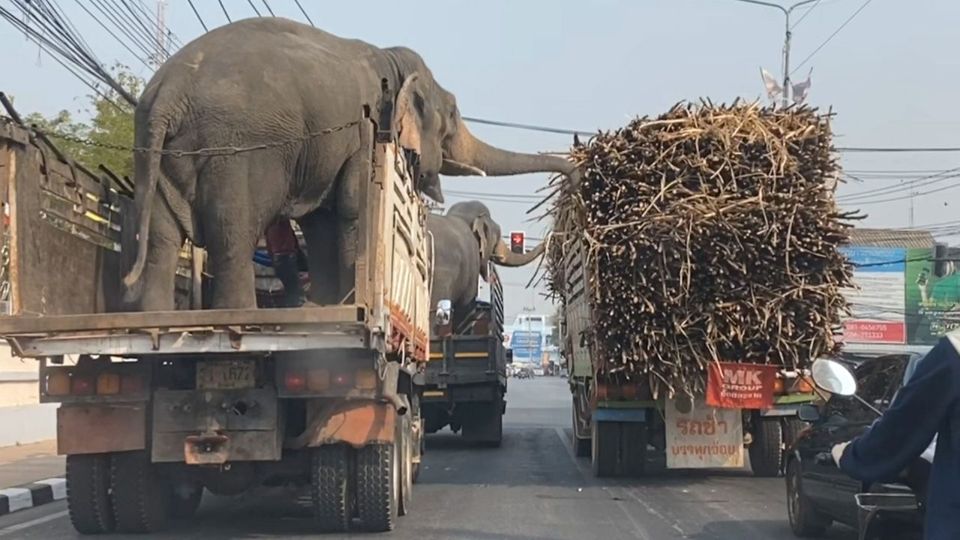 Gelegenheit macht Diebe: Zwei Elefanten stehlen Zuckerrohr von LKW