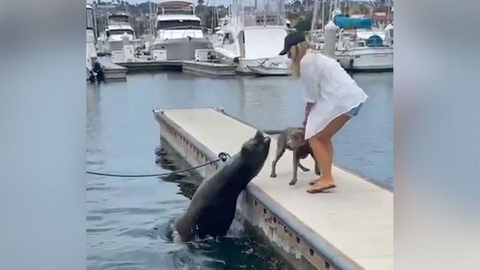 Attacke aus dem Wasser: Seelöwe geht auf Hund und Besitzerin los