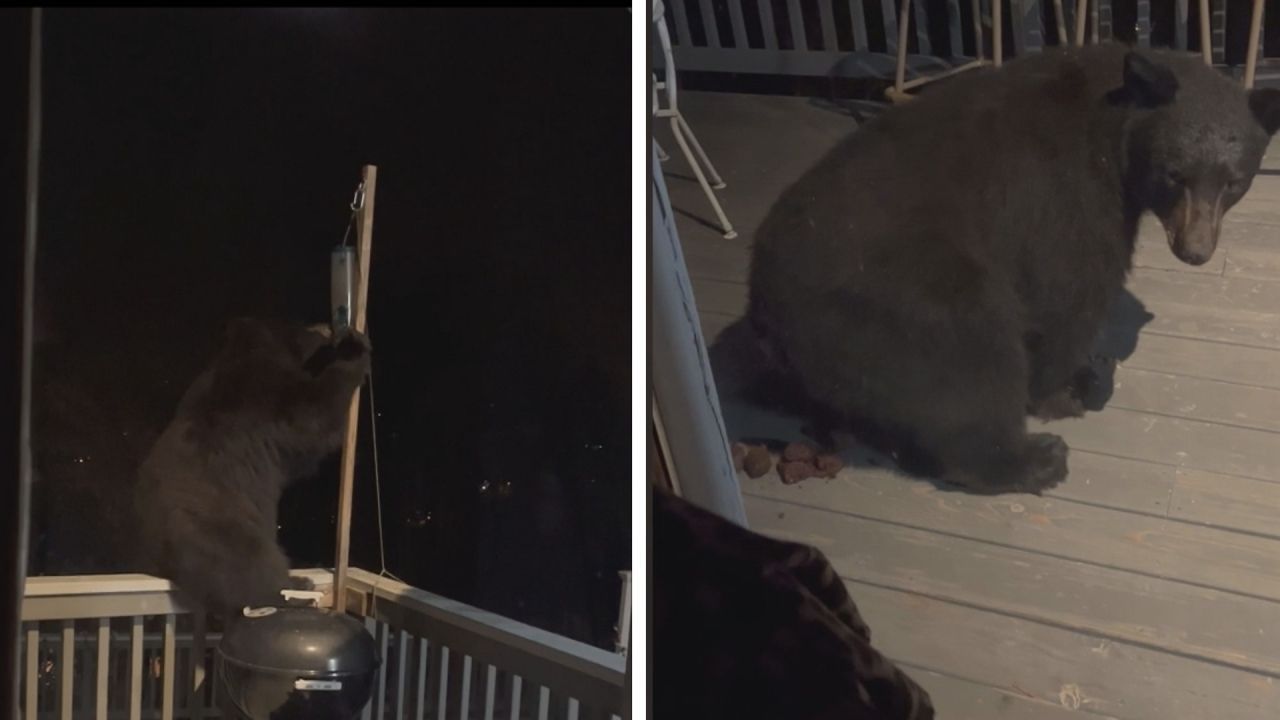 Bär macht sich über Vogelfutter her – dann kommt es für die Hausbesitzer ganz dicke