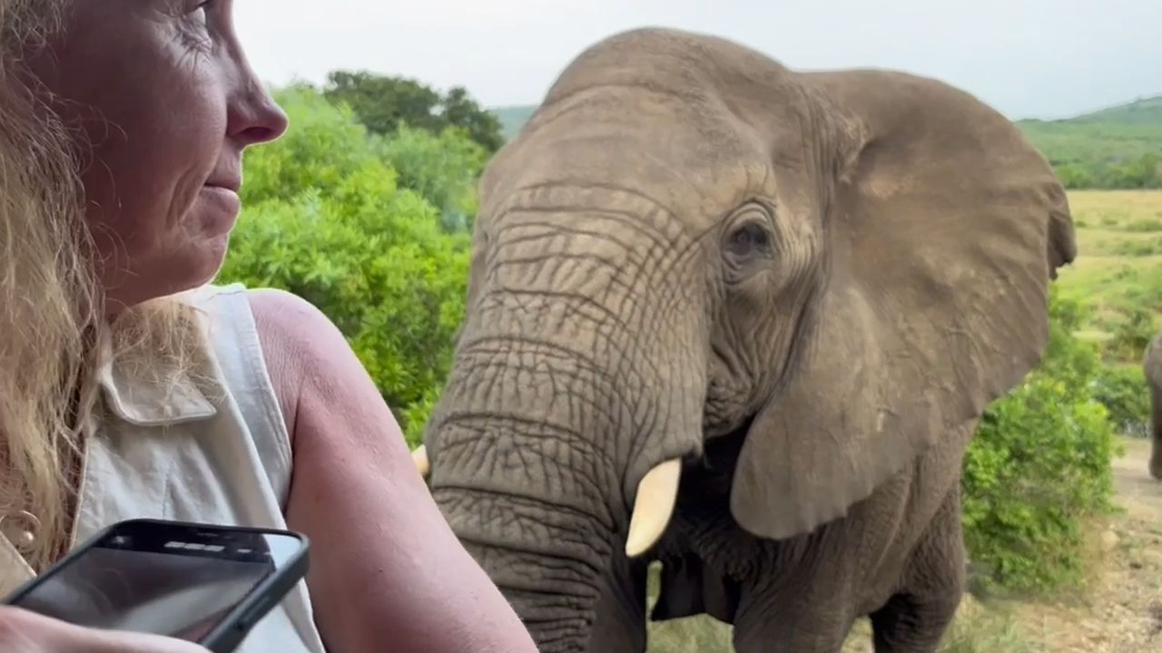 An Kamera interessiert: Elefanten rücken Touristen auf die Pelle