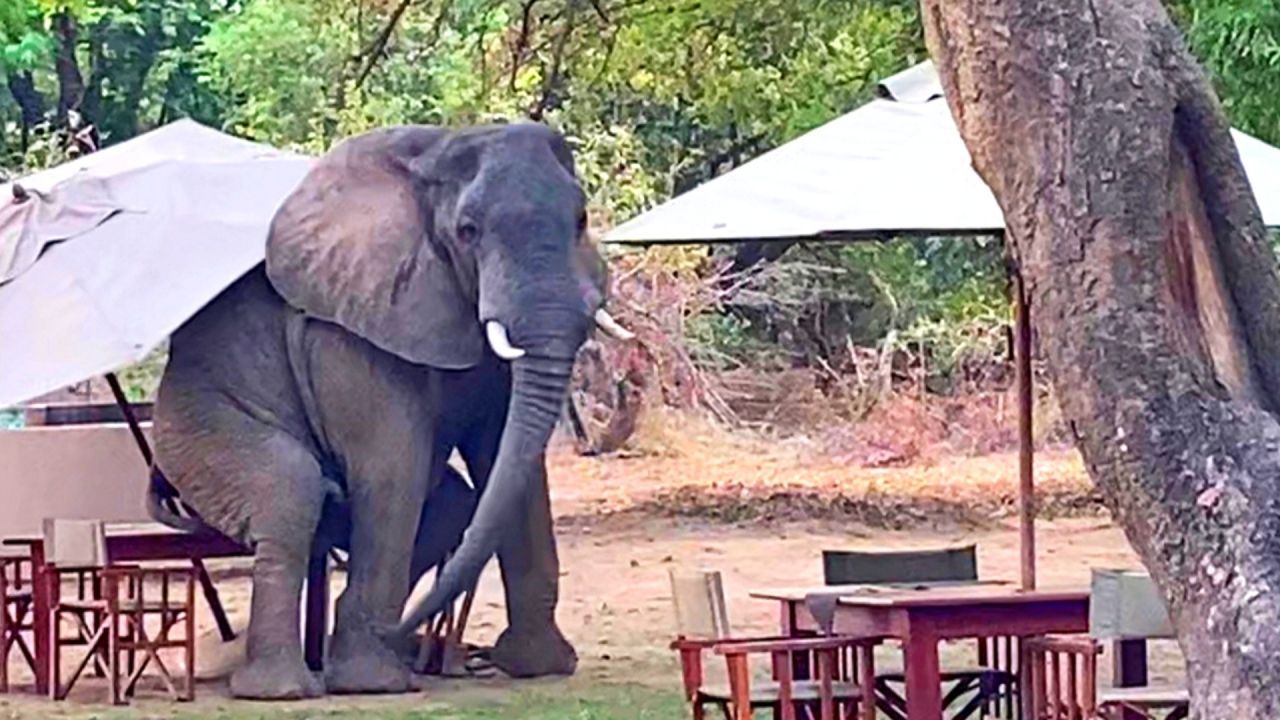 Warten auf die Bedienung: Elefant macht es sich in Café gemütlich
