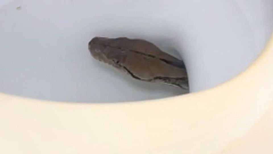 Besucher in der Toilette: Python lugt aus dem Klo