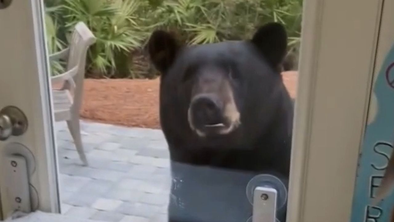 Blick durchs Küchenfenster: Bär besucht Frau in Florida – Katze nimmt Reißaus