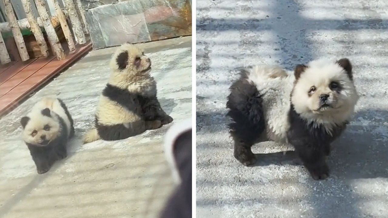 Gefärbte Hunde: Gefälschte „Pandas“ in Zoo sorgen für Ärger