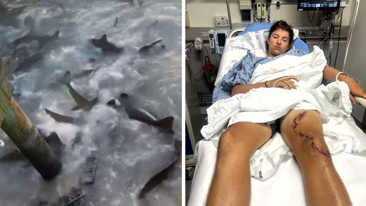 24-Jähriger fällt in Hafenbecken voller Haie: „Er zog meinen Kopf unter Wasser“