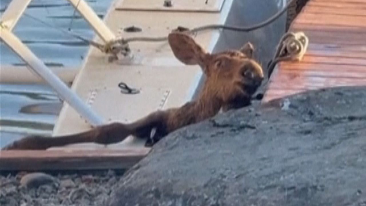 Einsatz für Elchkalb: Polizei und Anwohner retten Jungtier vor Ertrinken