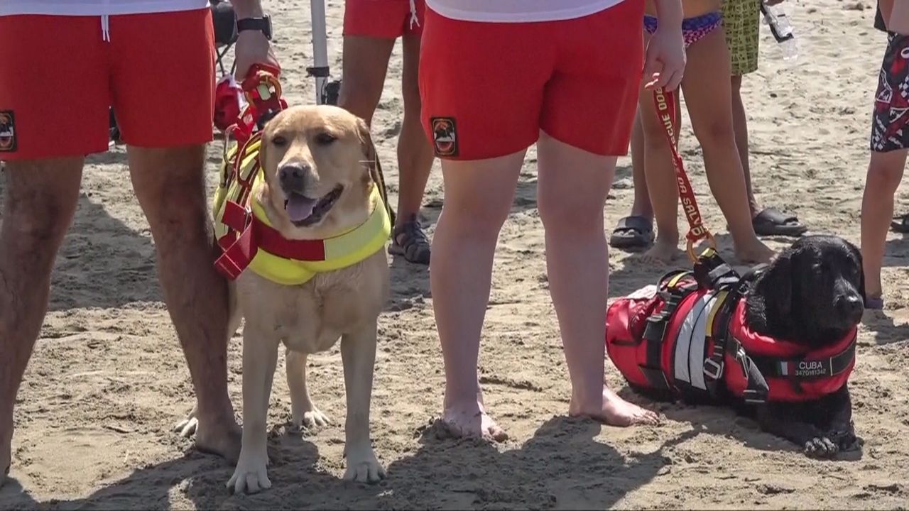 Baywatch auf vier Pfoten: Rettungshunde wachen über Italiens Strände