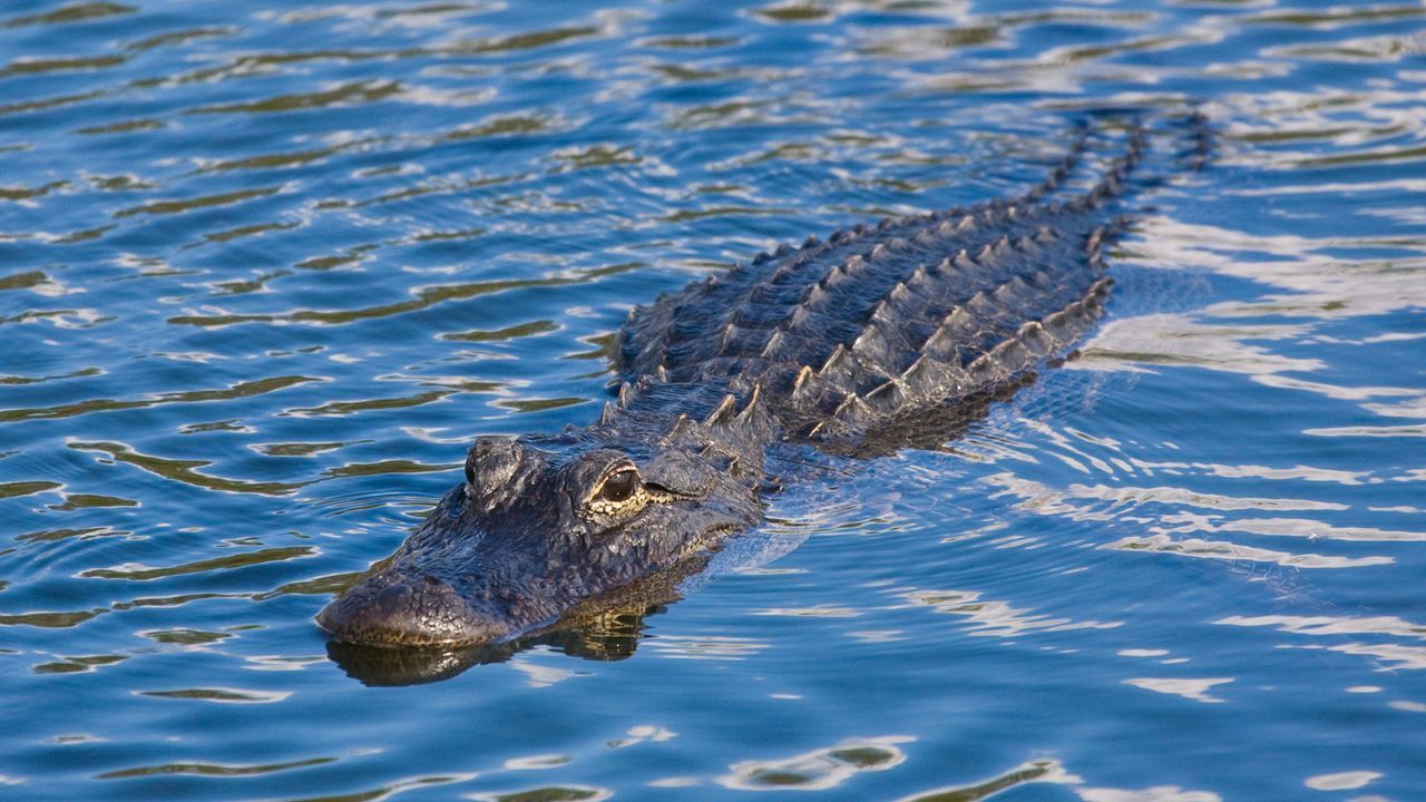 Suchaktion am Eriesee: Alligator schockt Badegäste