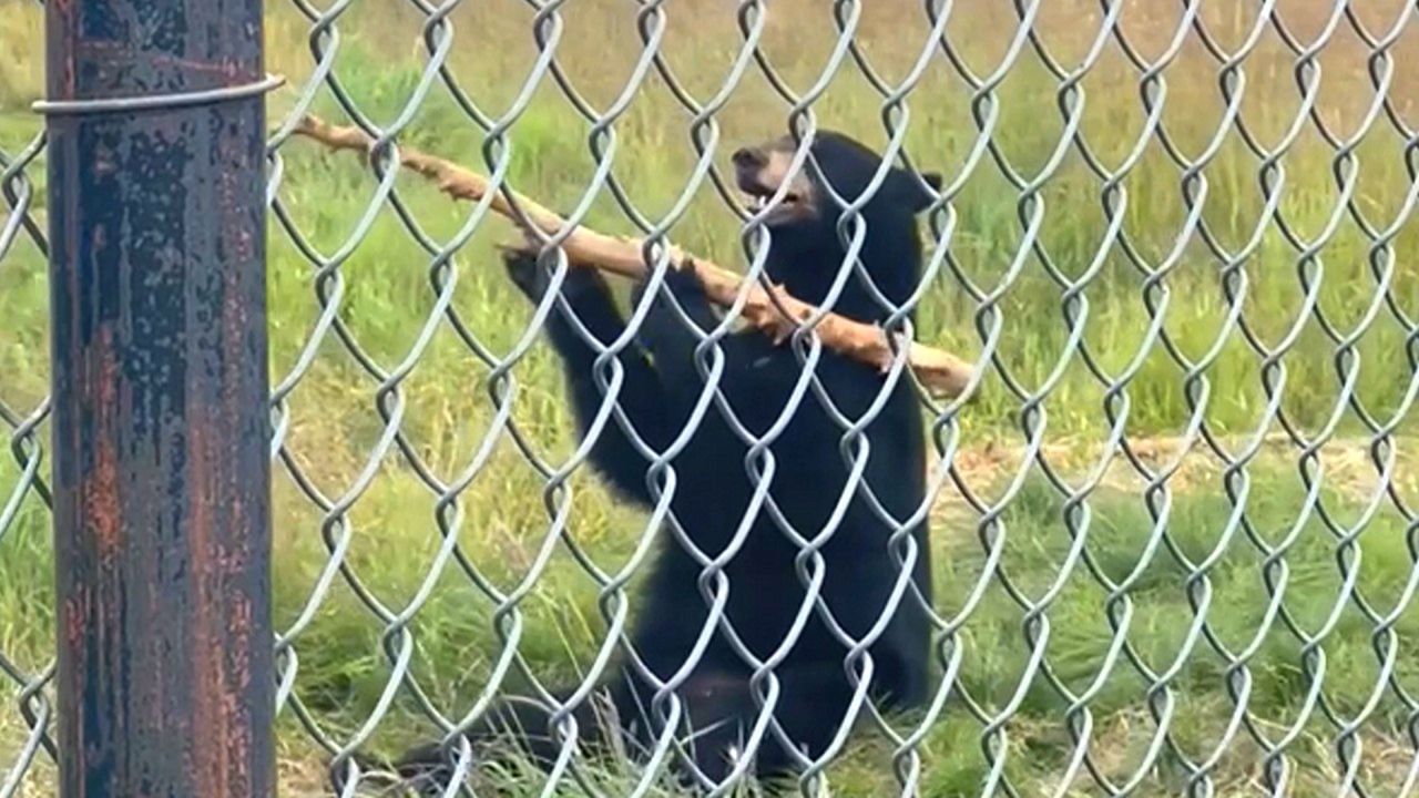 Meister im Stockkampf: Dieser Bär ist ein echter Ninja - Video