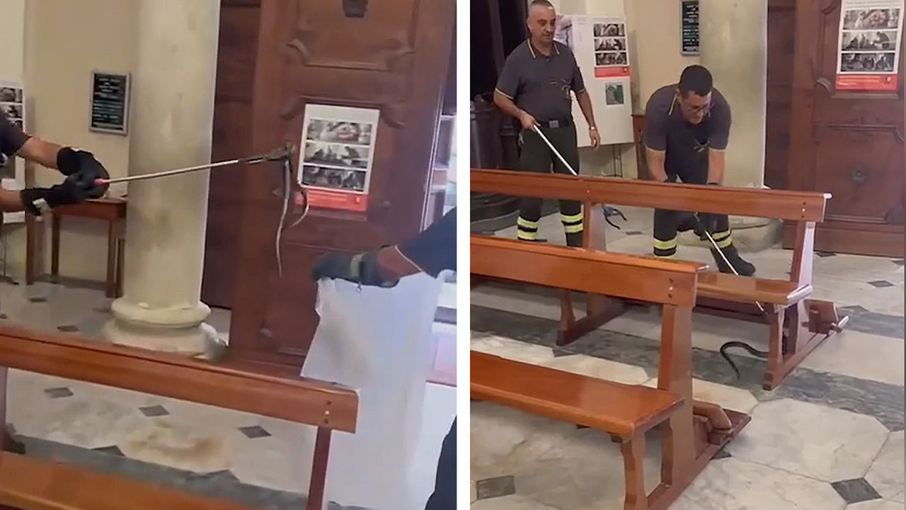 In Kirche gekrochen: Wendige Schlange führt Feuerwehrmänner an der Nase herum