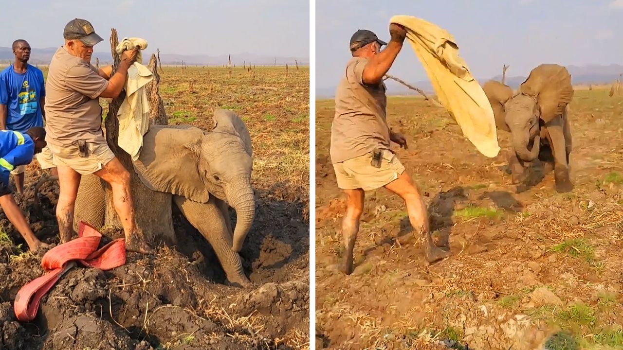 In Baumstümpfen eingeklemmt: Kleiner Elefant gerettet – dann wird es brenzlig