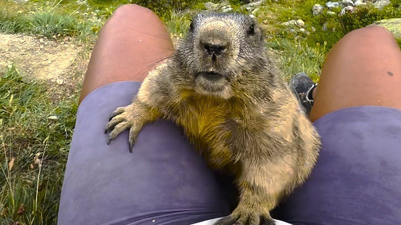 Freundlicher Alpenbewohner: Murmeltier begrüßt Wanderin