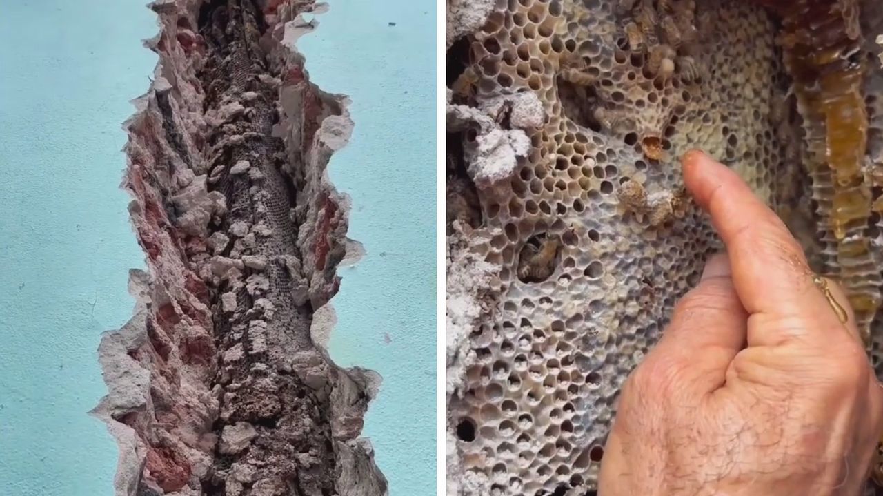 Ungebetene-G-ste-Bienen-richten-es-sich-in-Hotel-h-uslich-ein