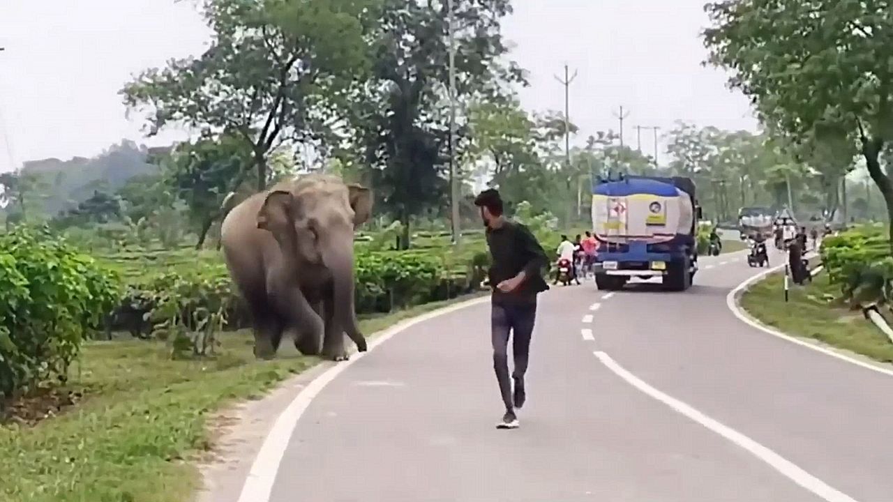 Dickhäuter provoziert: Elefant geht auf Mann los