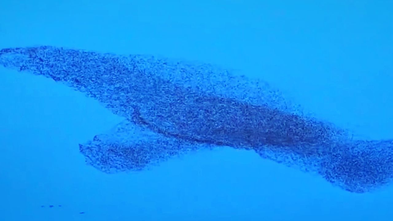 Wie ein riesiger Delfin: Vogelschwarm bildet faszinierende Formation