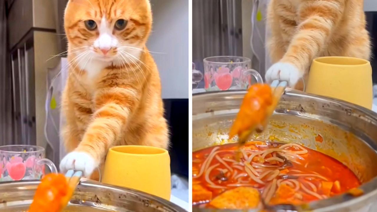 Essen mit Stäbchen – Katze ist hoch konzentriert