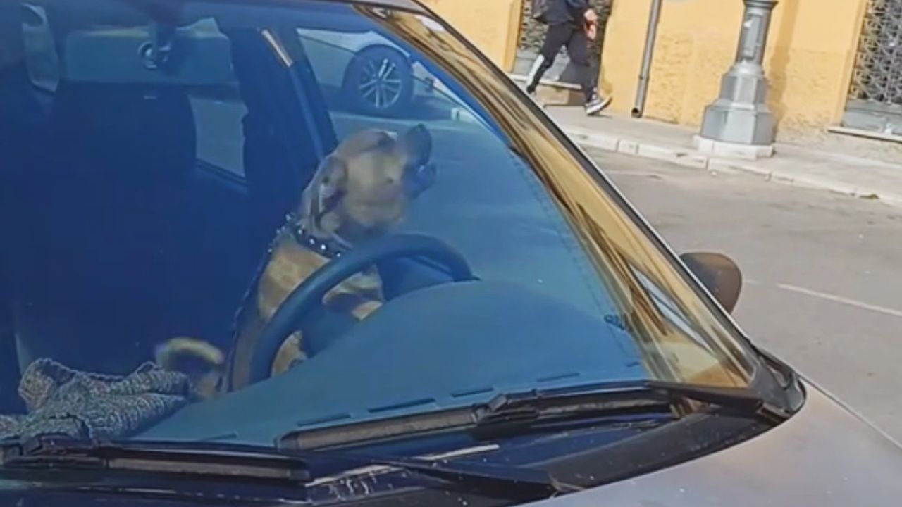 Ungeduldiger Hund sitzt allein im Auto – und greift zum letzten Mittel