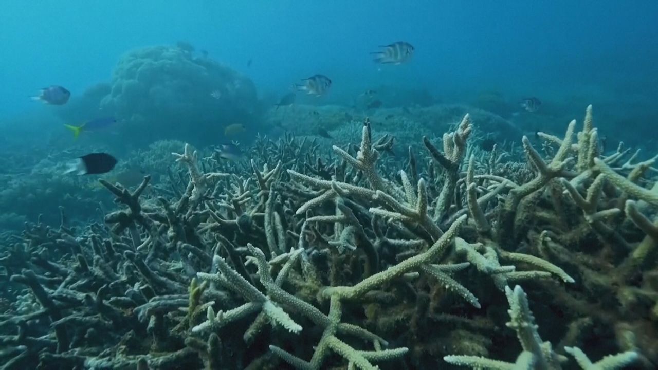 Video: Korallenbleiche erreicht Höchststand: 84 Prozent der Riffe weltweit betroffen