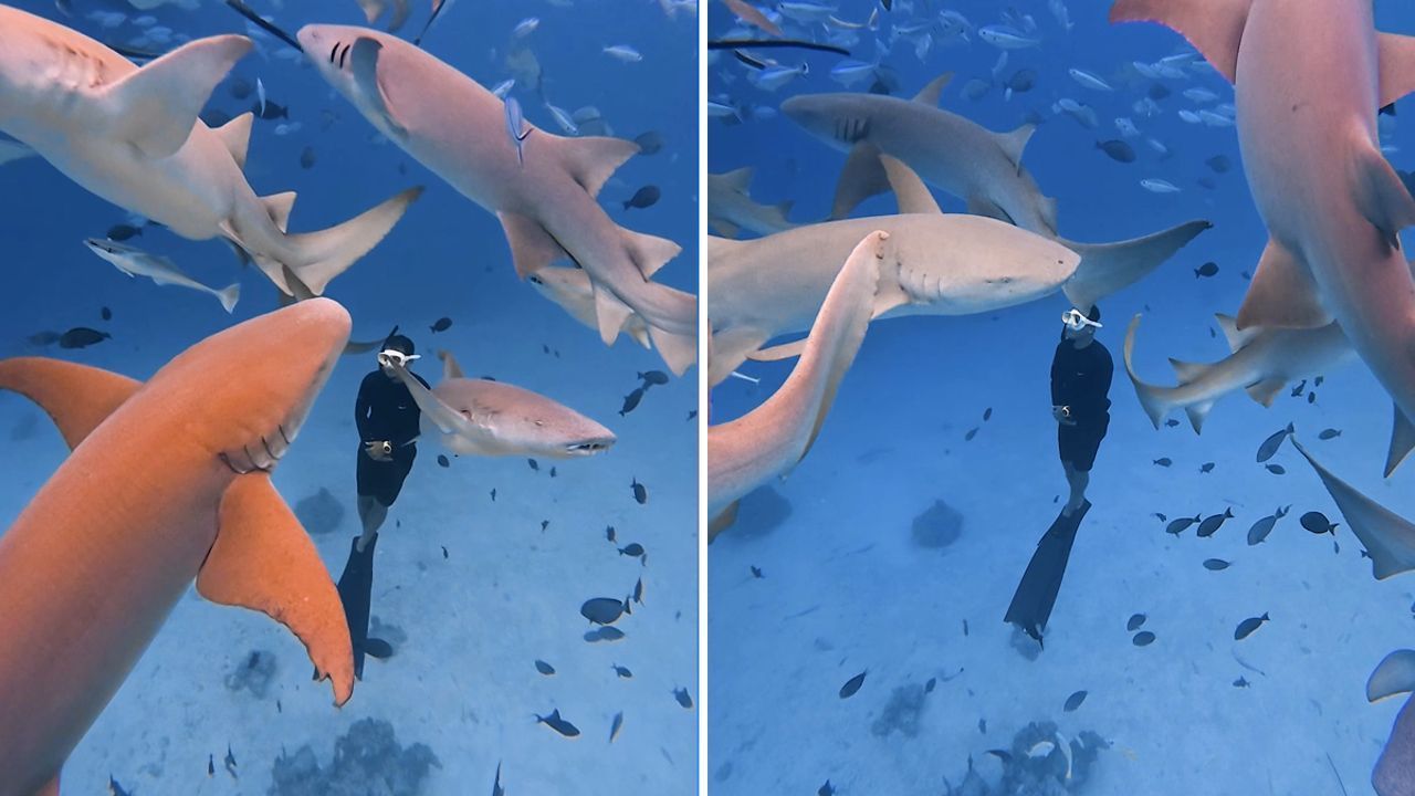 Video: Nerven wie Drahtseile: Freitaucher schwimmt inmitten von Haien