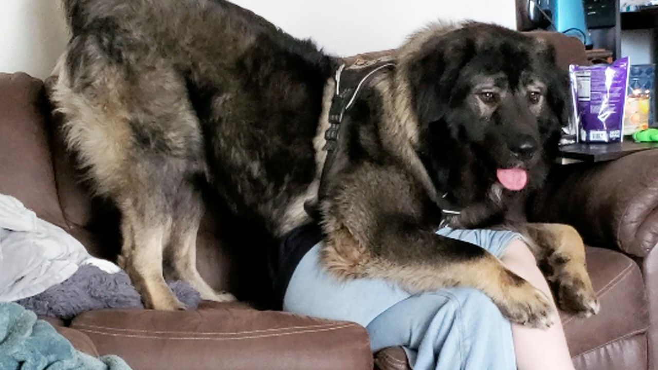 Riesenbrocken: Junger Hund begräbt Frau unter sich
