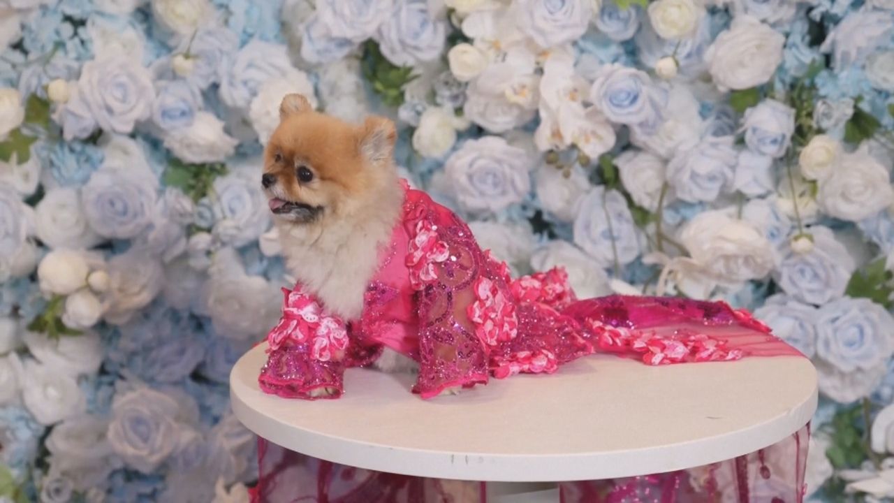 Glanz und Glamour auf vier Pfoten: Die Pet Gala 2025 in New York