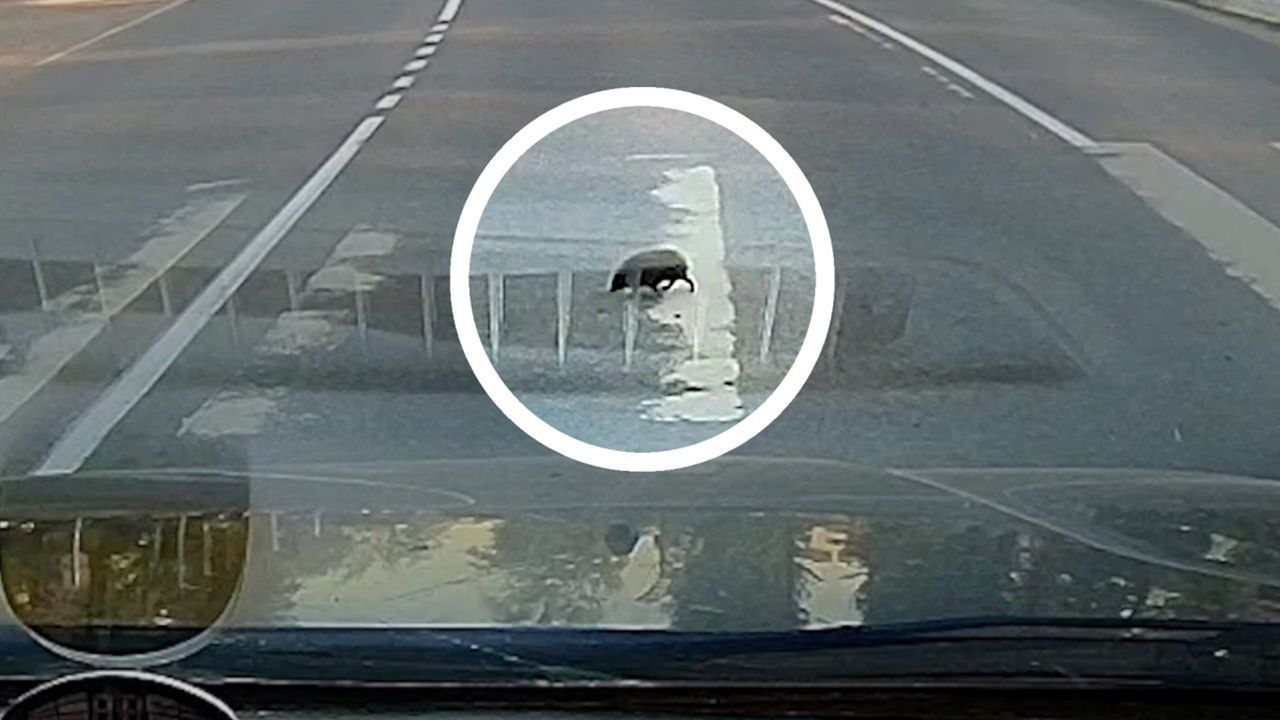 Beim Verkehrsunterricht aufgepasst: Igel trippelt über Zebrastreifen