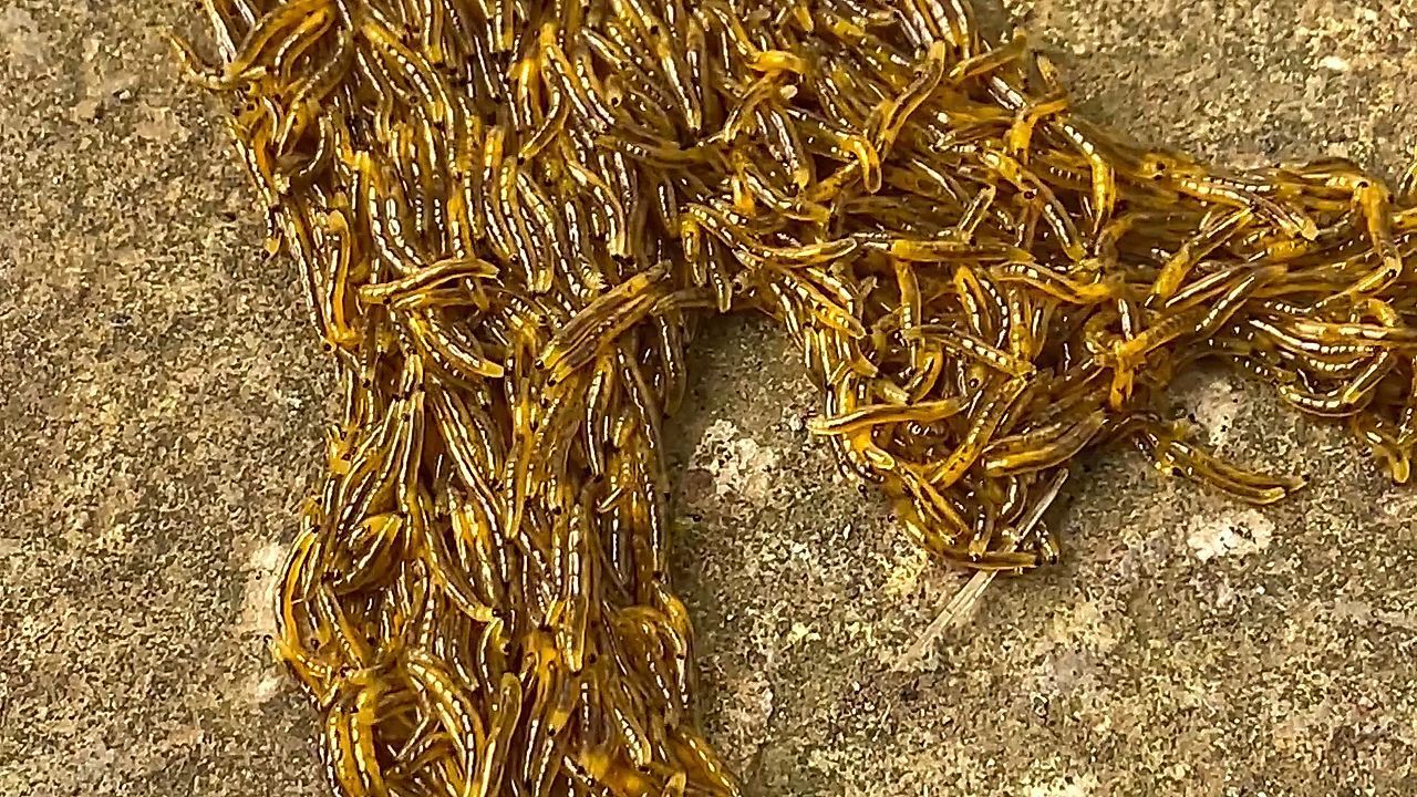 Ekel-Alarm auf den Philippinen: Hunderte Larven bahnen sich ihren Weg