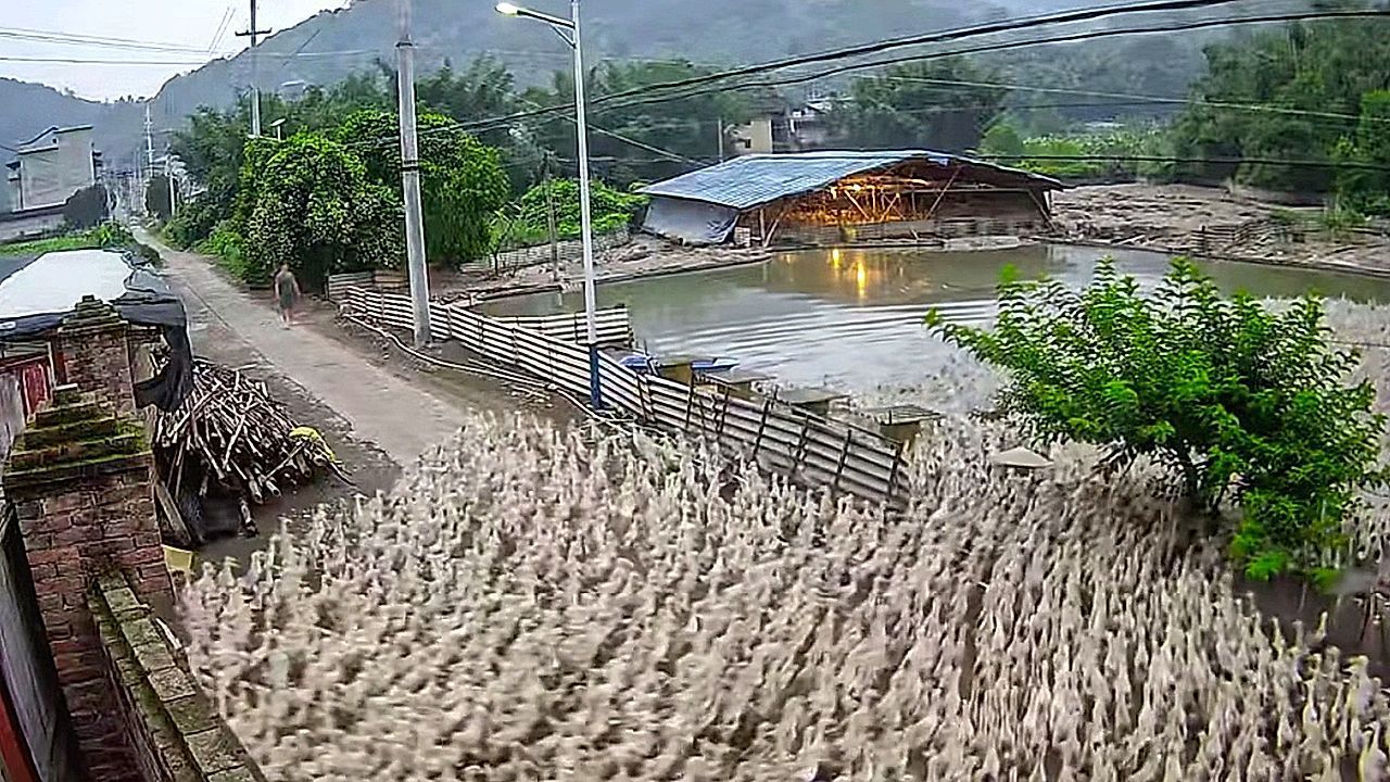 Video: Entenflut in Fujian – Bauer lässt 6.000 Vögel auf Teich los
