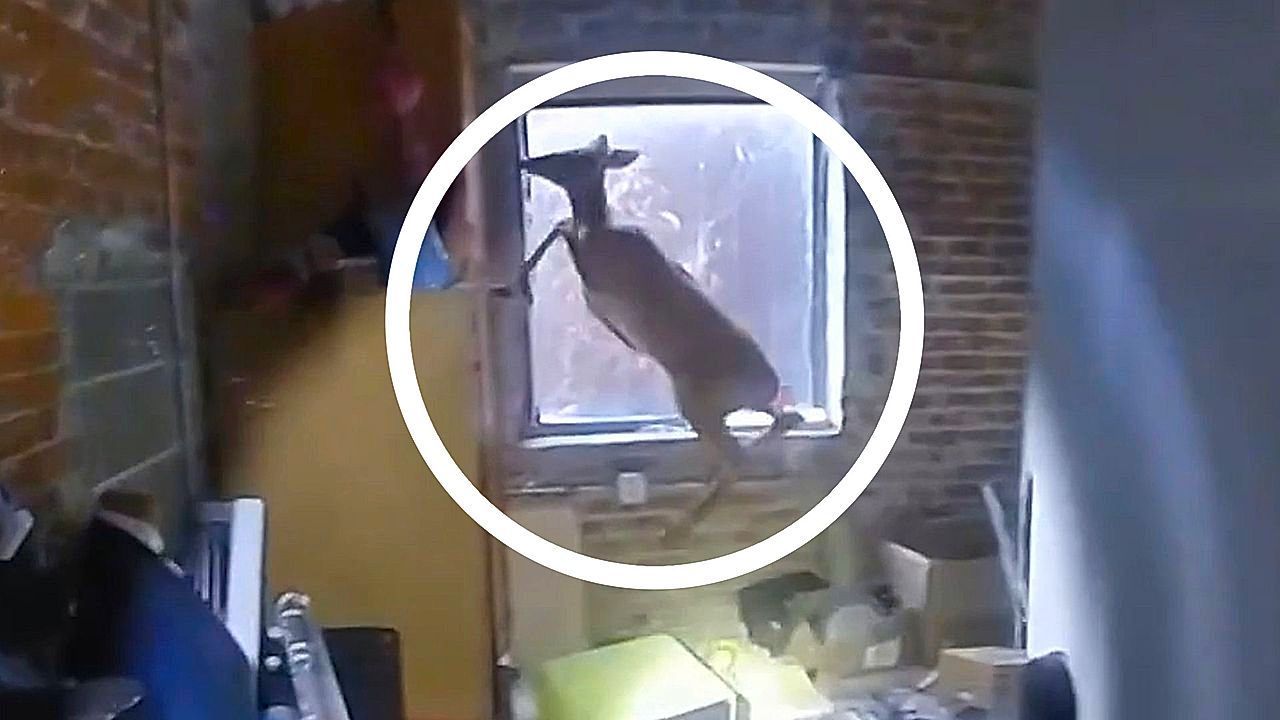 Waldbewohner stürmt in Friseursalon – Polizisten fassen tierischen Einbrecher