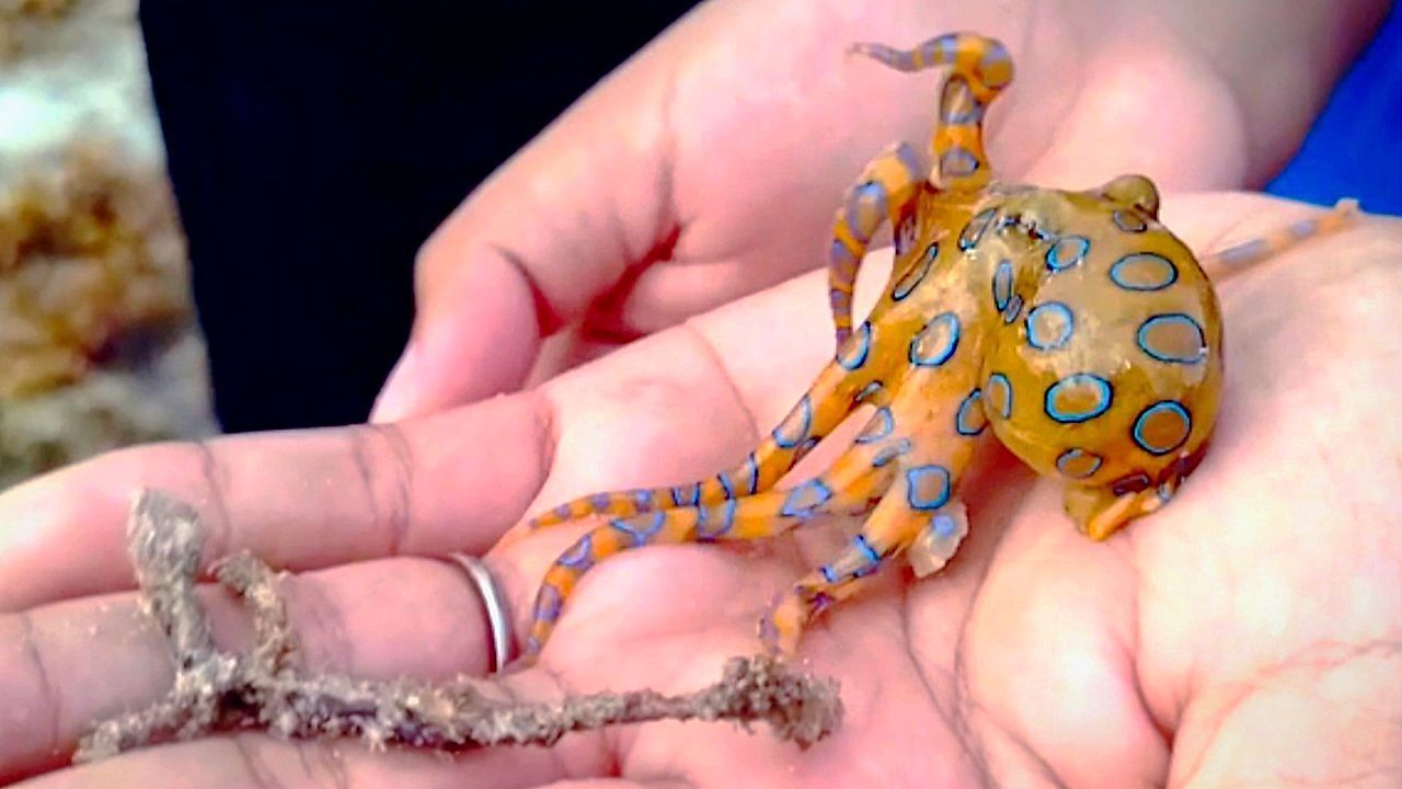 Absolut tödlich: Touristen spielen mit Tintenfisch und ahnen nichts