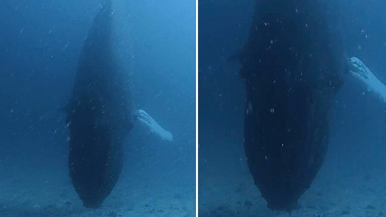 Taucher trifft auf singenden Buckelwal am Meeresgrund