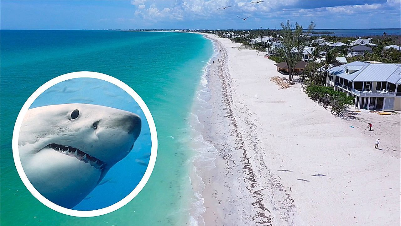 In die Hand gebissen: Hai greift Neunjährige in Florida an