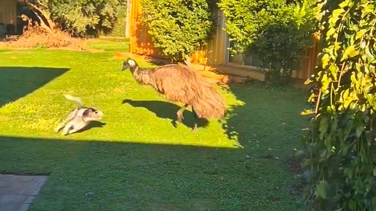Video: Border Collie und Emu begeistern das Internet