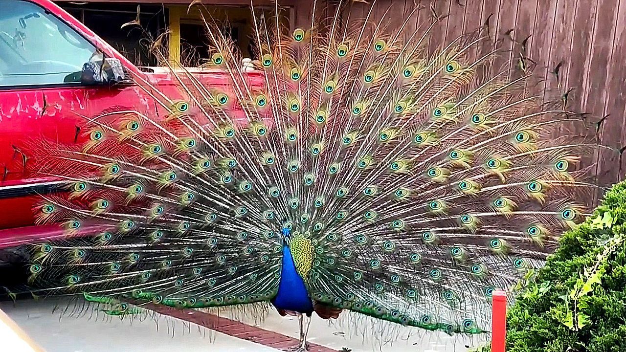 Video: Vögel raus: Berühmte Pfauen in Kalifornien sollen umgesiedelt werden – Anwohner uneins