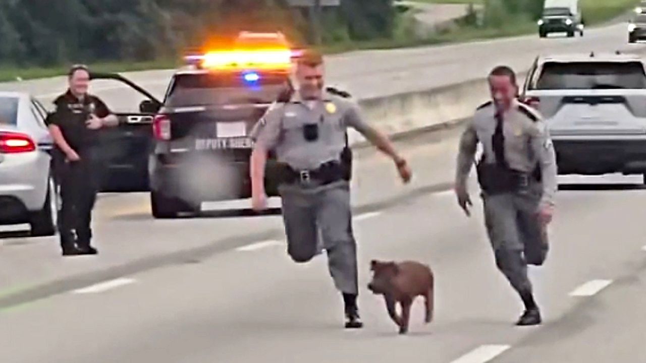 Ausgebüxt: Police chase pig on highway