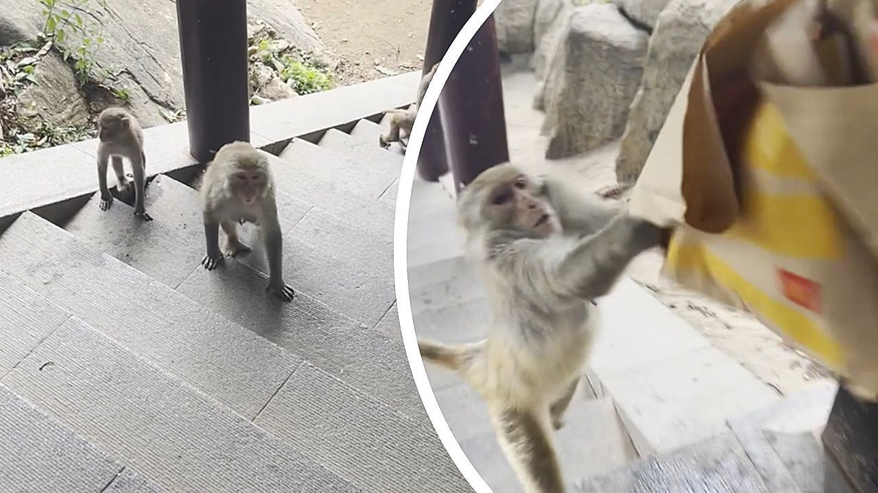 Video: Tierischer Fast-Food-Junkie: Frecher Affe hat es auf McDonald's-Tüte abgesehen