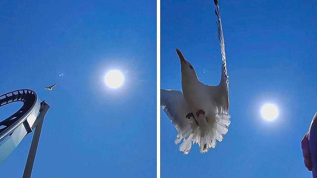 Video: Wilde Achterbahnfahrt: Möwe und Fahrgast kommen sich in die Quere