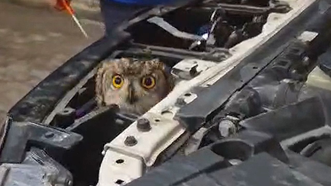 Video: Vogel unter der Motorhaube: Eule fliegt nach Crash davon