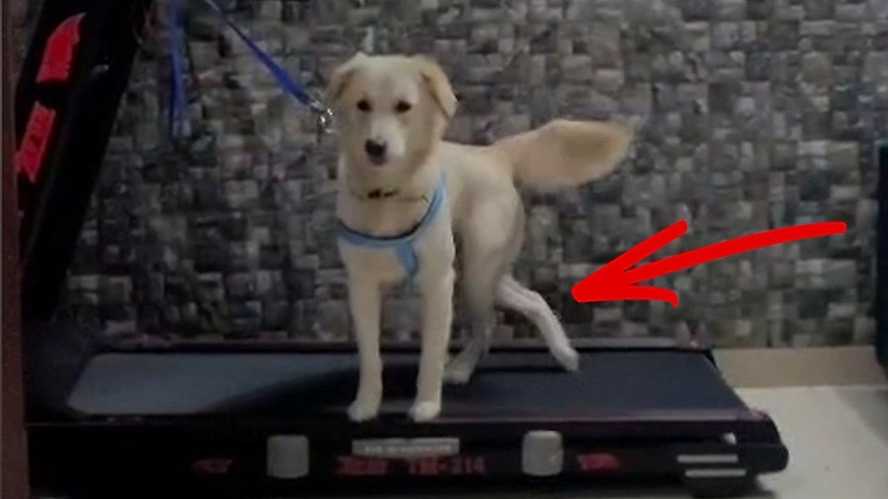 Video: Körperhälften aus dem Takt: Hund überrascht auf Laufband mit besonderem Stil