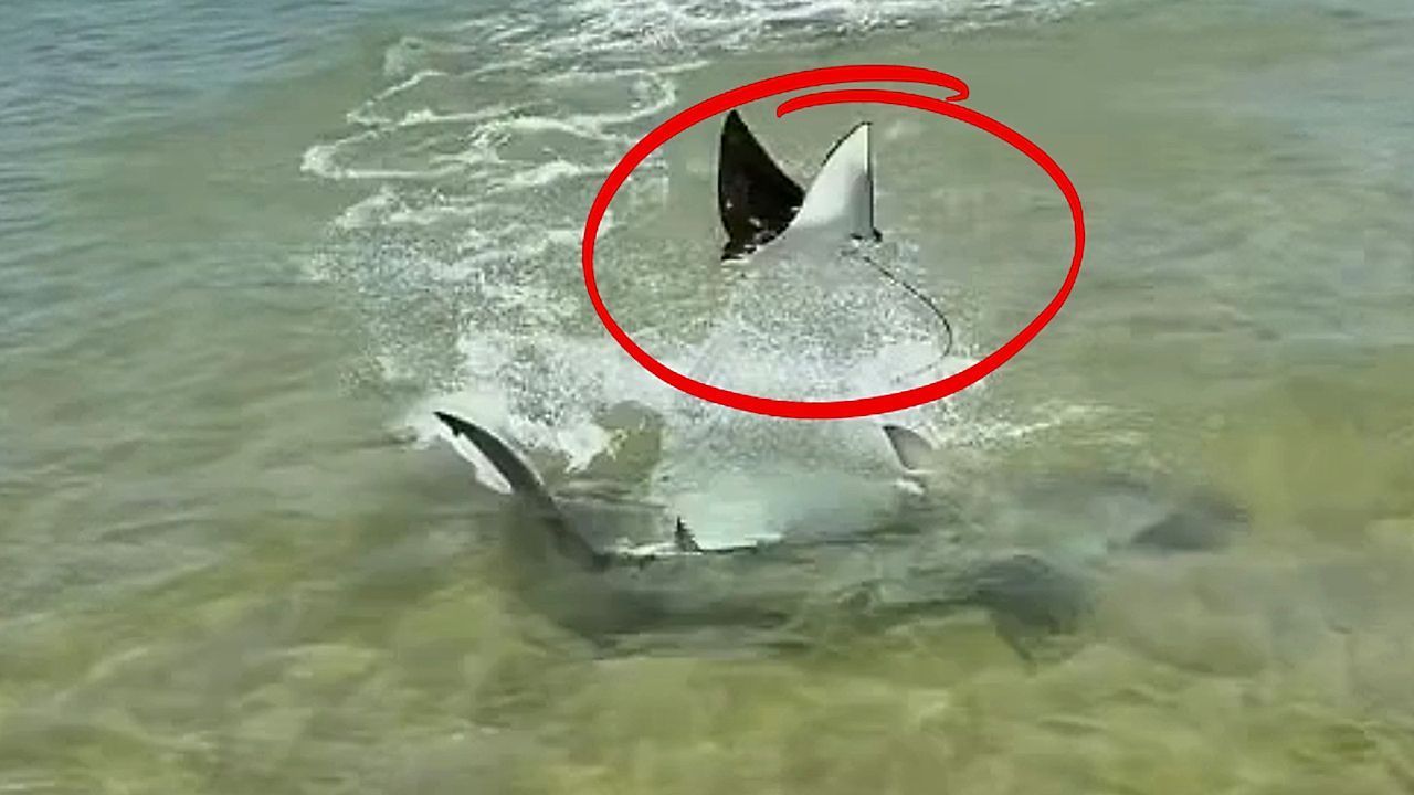 Video: Verzweifelter Fluchtversuch vor Hai: Rochen springt aus dem Wasser