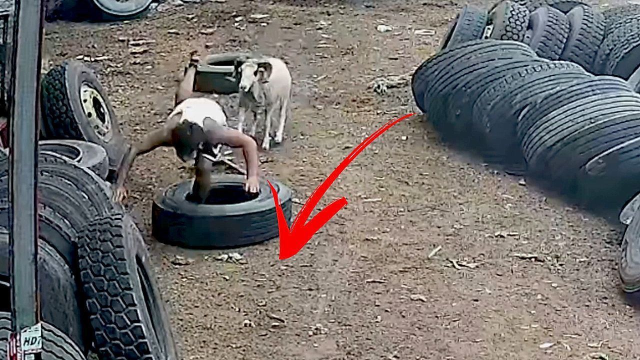 Video: Bock auf Ärger: Arbeiter provoziert Ziege – das hat Konsequenzen