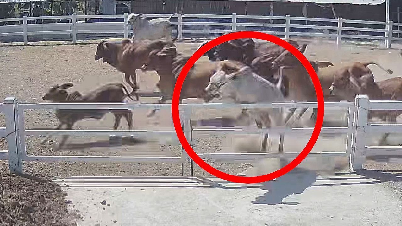 Video: Kuh springt in Panik über Zaun – und hat plötzlich ein Problem