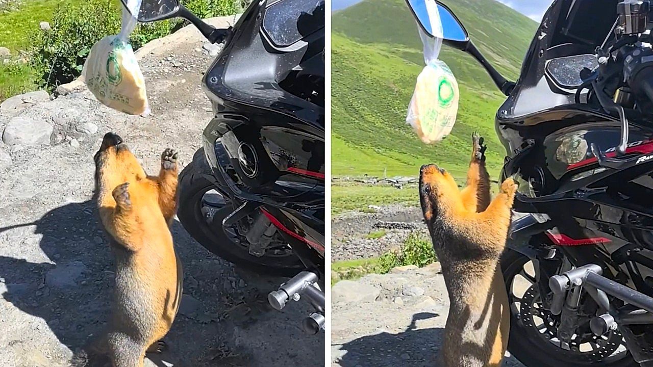 Immer länger gemacht: Murmeltier will Brot von Motorrad stibitzen