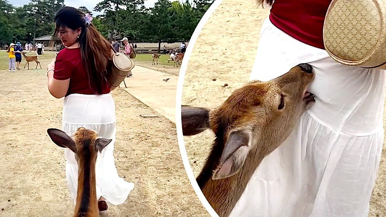 Video: Hinterhältig: Hungriger Sikahirsch beißt Touristin in japanischem Park